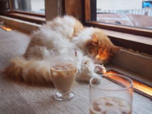 猫カフェ美猫に行ってきた 美猫と古民家が写真に最高 ライフワークとソウルメイトからあなた最上級の幸せへガイド Nao Official Blog